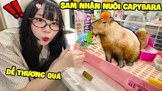 SAMMY NHẬN NUÔI BÉ CAPYBARA SIÊU ĐÁNG YÊU [upl. by Eeslehc967]