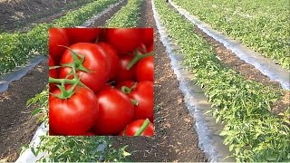 Tomato farm in India [upl. by Zehe]