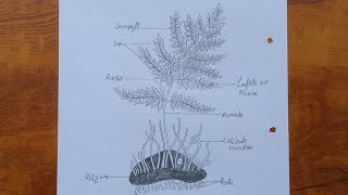 How to draw dryopteris  Dryopteris diagram drawing tutorial  Science project for beginners [upl. by Llewol126]