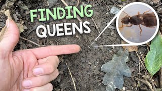 Finding Queen Ants amp Colonies 4  My Trip to Fox Burrow Woods UK [upl. by Valleau904]