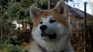 AKITA INU TOP 5 CO MUSISZ WIEDZIEĆ [upl. by Karolyn]