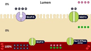 Digestion and absorption of carbohydrates Bio1 [upl. by Maguire908]