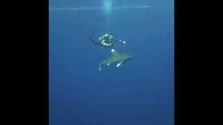 Fight off aggressive Longimanus shark  Elphinstone Egypt Diving Liveaboard Red Sea [upl. by Notsirk519]