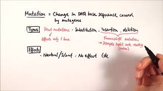 A2 Biology  Types of mutations OCR A Chapter 191 [upl. by Medlin]