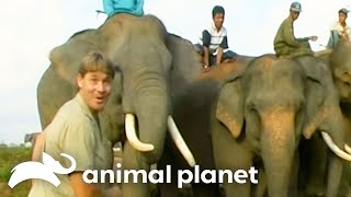 Steve Irwins Thrilling Adventure with Sumatran Elephants  Crocodile Hunter  Animal Planet [upl. by Schalles]