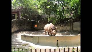 Eastern Black Rhinoceros🦏 8302023 Ueno Zoo Tokyo [upl. by Spatz]