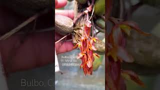 Bulbophyllum Crassipes orchid plants anggrek shorts [upl. by Sakmar]