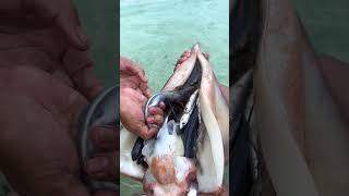 Premium life province big squid with fish inside travel shortvideo [upl. by Fredericka987]