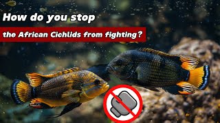 How do you stop the African Cichlids from fighting [upl. by Ransome]