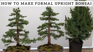 Making Formal Upright Bonsai from Alberta Spruce [upl. by Itin587]