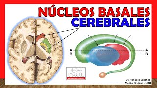 🥇 Anatomía de los GANGLIOS BASALES Núcleos Basales ¡Explicación Sencilla [upl. by Pooley]