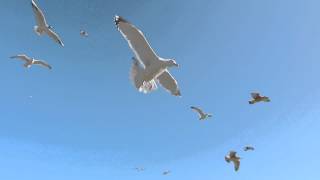 Seagulls In Flight 1080HD [upl. by Metcalf]