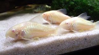 Breeding Cory Catfish A HOW TO VIDEO [upl. by Lash]