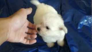 My 3 Super Cute Tiny Teacup Maltipoo Pom Maltese Poodle and Pomeranian Mix Puppies [upl. by Lolly]