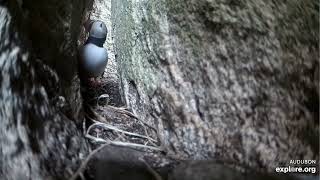 240519 Puffin in Guillemot Burrow Guillemot exploreorg 0923 [upl. by Aracahs]