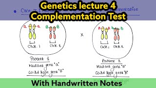 Complementation test  Cistrans test  Test of allelism  Readymade notes for exam [upl. by Acimahs781]