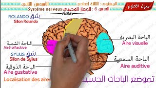 درس الجهاز العصبي مستوى الثالثة إعدادي الجزء الثاني  Système Nerveux 3AC SVT [upl. by Mesics194]