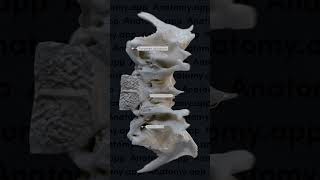 Sphenoid bone landmarks [upl. by Levin58]