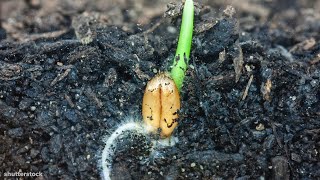 I Could Watch Time Lapses Of Seeds Growing All Day [upl. by Adnohsor63]