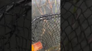 cangrejo 🦀 bluecrab saltwater nature wildlife viralvideo [upl. by Atteynod241]