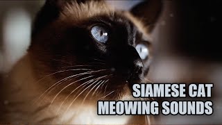 Siamese Cat Meowing Sounds 🐱 Siamese Cat Noises [upl. by Lucias997]