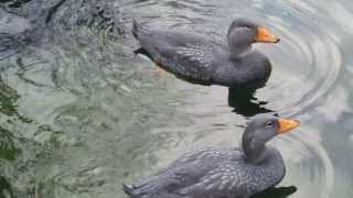 Magellanic steamer ducks amp Humboldt penguins at Emmen Zoo [upl. by Airogerg467]