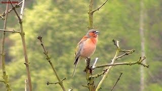 Buchfink Fringilla coelebs Chaffinch [upl. by Trilbi]