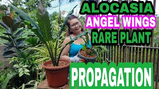 Alocasia Angel Wings Rare Plant Propagation Totoo nga pala parang [upl. by Timus]