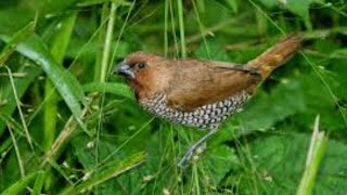 Spotted Munia [upl. by Kcyrred]