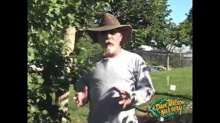 Summer Pruning Fruit Trees 2013 [upl. by Trebmal243]