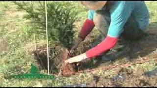 2  How to Plant a Formal Hedge [upl. by Aicenet]