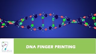 DNA FINGER PRINTING [upl. by Halli]