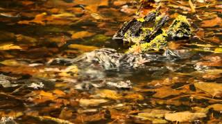 Wood Frogs A Sign of Spring [upl. by Cesaria]