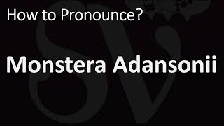 How to Pronounce Monstera Adansonii CORRECTLY [upl. by Ecerahs562]