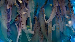 Exploring The Underwater World  4K UHD  Blue Planet II  BBC Earth [upl. by Anihsak]