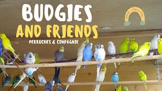 PERRUCHES ONDULEES saison 2019 SAISON DES AMOURS  Budgies and friends [upl. by Cathie]