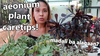 AEONIUM SUCCULENT PLANT CARE PHILIPPINES  Aeonium Care For Hot Weather [upl. by Lidstone]