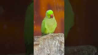 Parrot ParrotCuddles TropicalBeauties ParrotGossip FeatheredFriendsUnited ParrotSongs [upl. by Ajar]