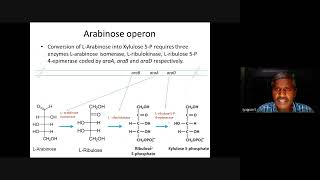 Molecular biology Arabinose operon [upl. by Llenyaj87]