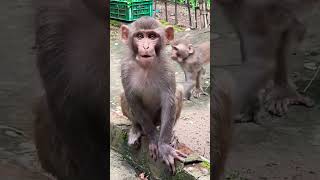 Khidki Se Mujhe Take ❤😄funny comedy monkey dance bollywood shorts [upl. by Faria]