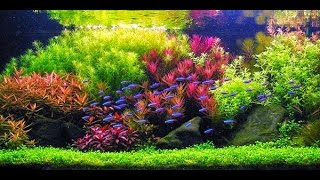 STEP BY STEP AQUASCAPE DUTCHSTYLE [upl. by Aiet]