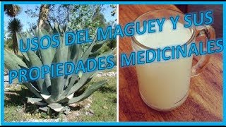 Usos del maguey y sus propiedades medicinales [upl. by Ferriter481]