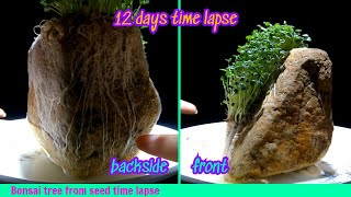 Bonsai Tree From Seed Time Lapse  12 days [upl. by Arimihc]