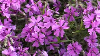 Phlox subulata  PolsterPhlox Creeping Phlox [upl. by Lanuk247]