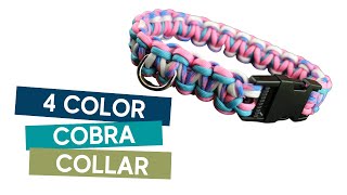 HOW TO MAKE A 4 COLOUR COBRA PARACORD DOG COLLAR TUTORIAL [upl. by Naamana]