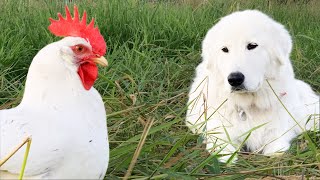 You Want This Dog Guarding Your Birds  Maremma Livestock Guardian Dog [upl. by Irollam]