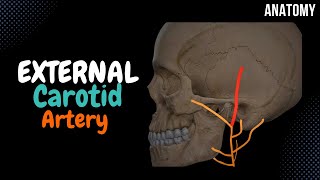 External Carotid Artery SCHEME Side branches  Mnemonics [upl. by Remark]