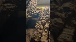 Leachianus Breeding Tip ⚡️ leachianusgecko reptile leachianus gecko animal [upl. by Euqnimod]