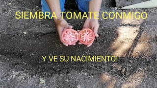 SIEMBRA TOMATE CONMIGO [upl. by Nelra821]