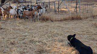 Lot 4 Chief Forbes Working Dog Auction 24 [upl. by Ahsitram]